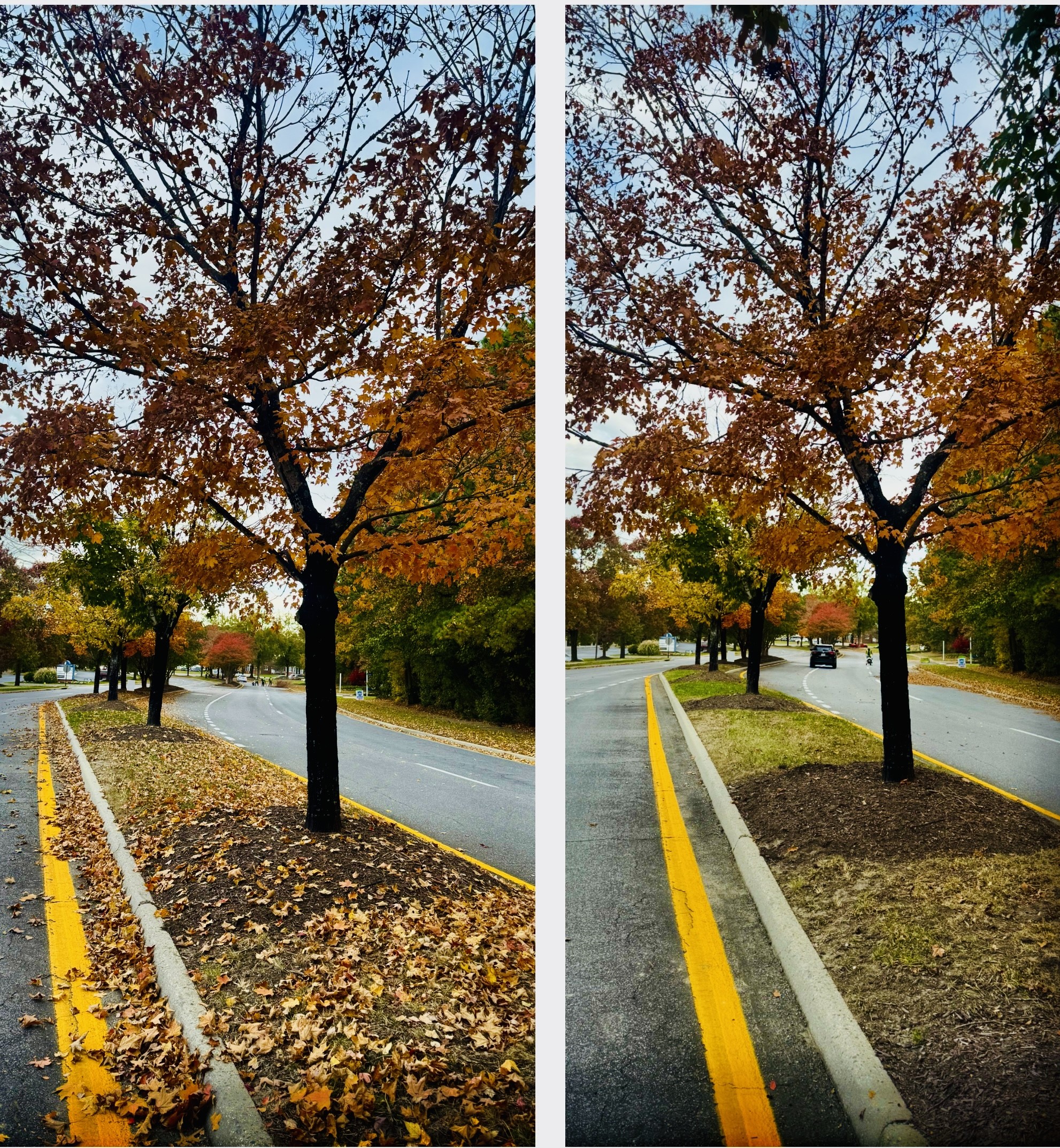 Leaf Clean Up