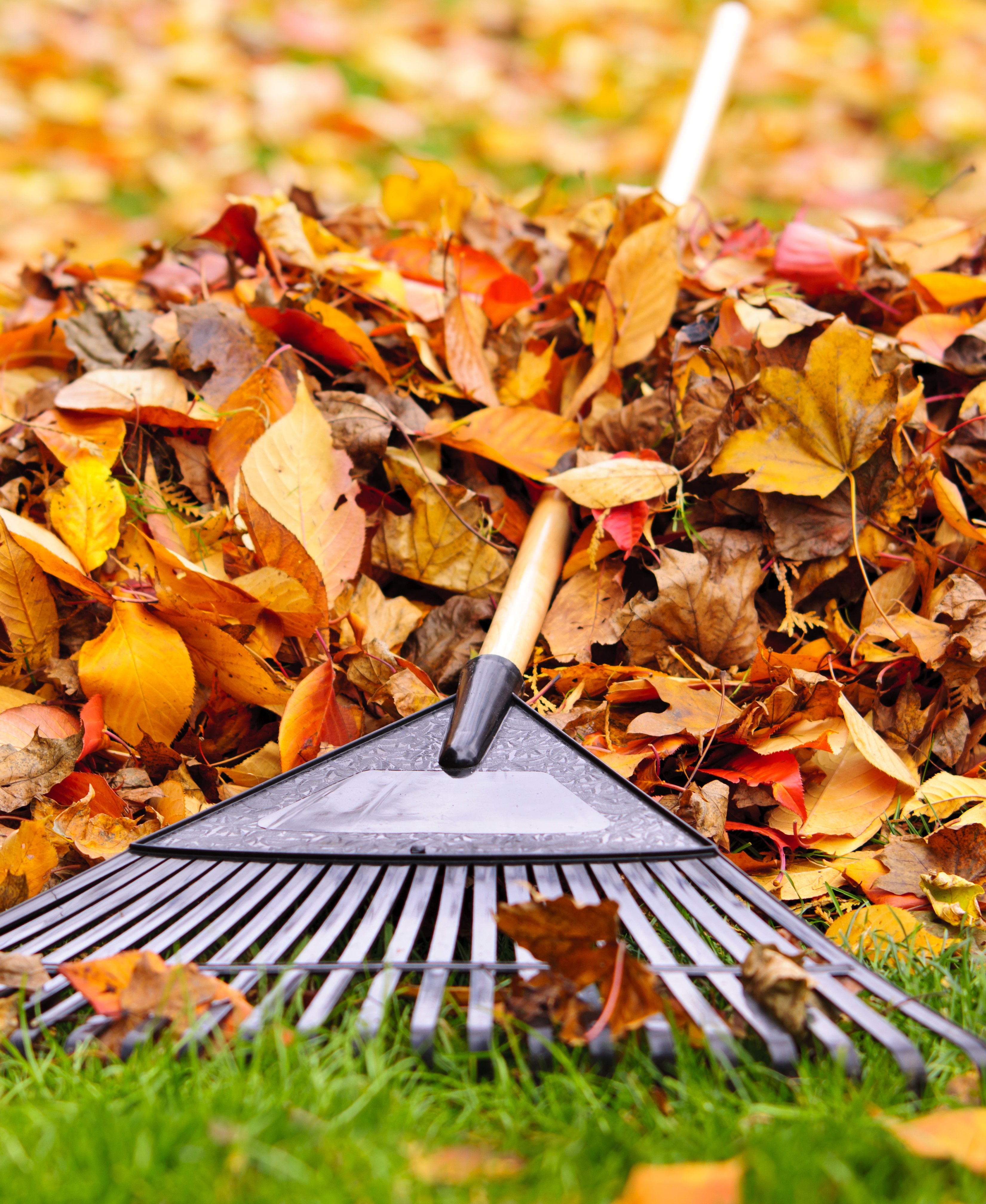 Seasonal Clean Up